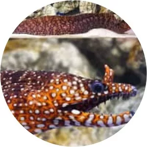 Dragon moray eel