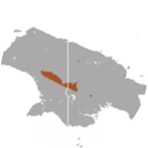 Dragon tube-nosed fruit bat