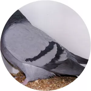 Dragoon pigeon