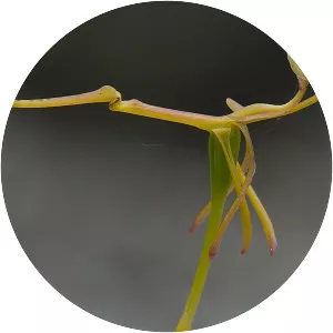 Drakaea confluens