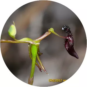 Drakaea micrantha