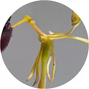 Drakaea thynniphila