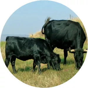 Drakensberger cattle