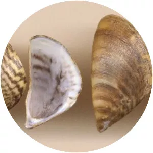Dreissenidae - Animal