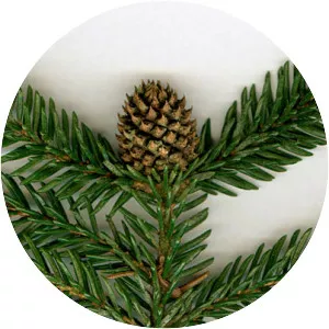 Dreyfusia nordmannianae - 