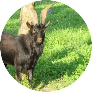 Drežnica goat