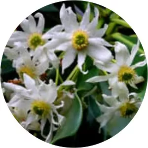 Drimys granadensis - 