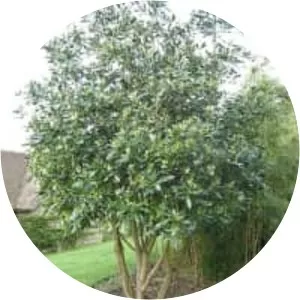 Drimys winteri - Plants