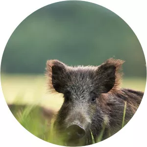 Driven Boar Hunting - TV program