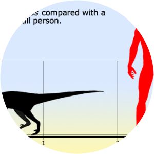 Dromaeosaurus