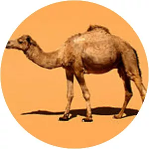 Dromedary