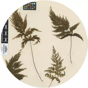 Drooping filmy fern - Plants