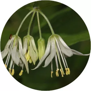 Drops-of-gold - Plants