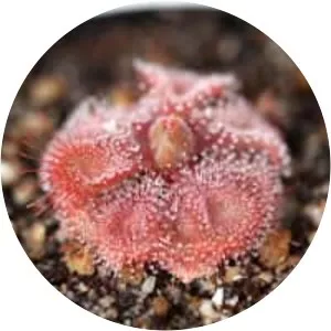 Drosera burmannii