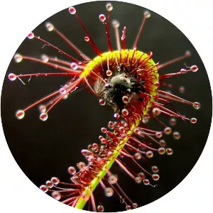 Drosera capensis