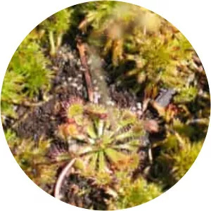 Drosera capillaris