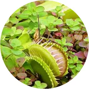 Droseraceae - Plants