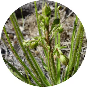 Drosophyllum lusitanicum