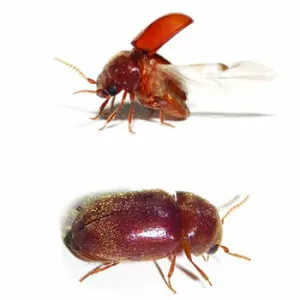 Drugstore beetle