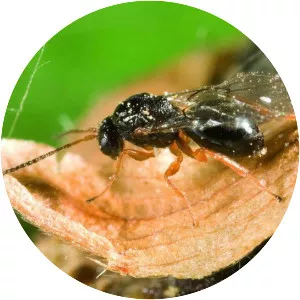 Dryocosmus kuriphilus