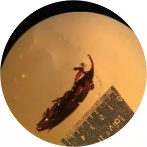 Dryophthorinae - Insect