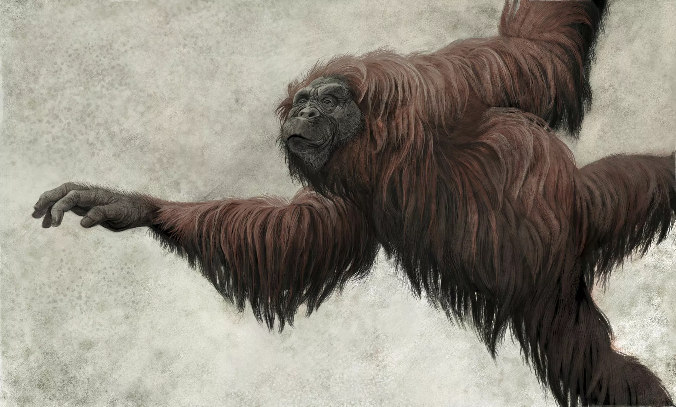 Dryopithecini - Primate