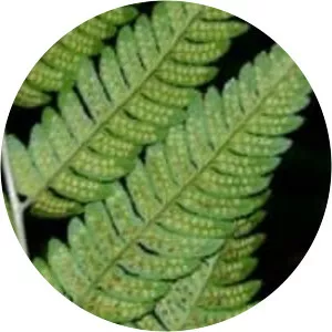 Dryopteris clintoniana - 
