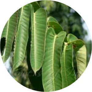 Duabanga grandiflora