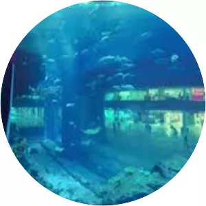 Dubai Aquarium & Underwater Zoo