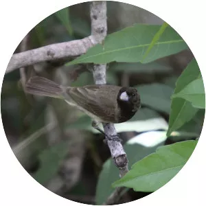 Dubois's seedeater
