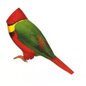 Duchess lorikeet