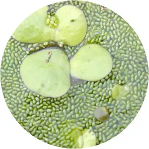 Duckweeds