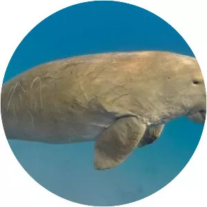 Dugong - Animal