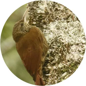 Duida woodcreeper