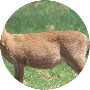 Duiker