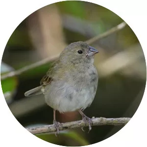 Dull-coloured grassquit