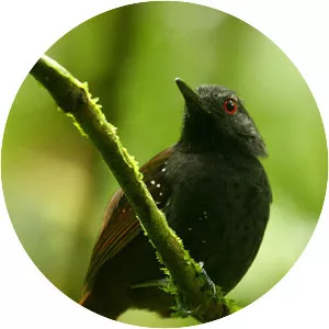 Dull-mantled antbird