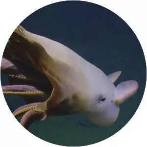 Dumbo Octopus - Animal