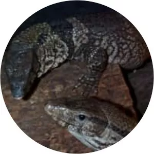 Dumeril's monitor