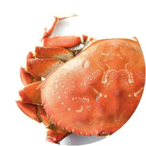 Dungeness crab