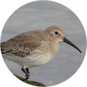 Dunlin