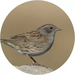 Dunnock