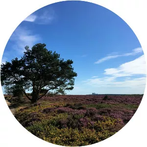 Dunwich Heath - 