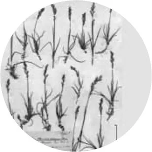 Dupontia fisheri - Plants