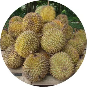 Durian