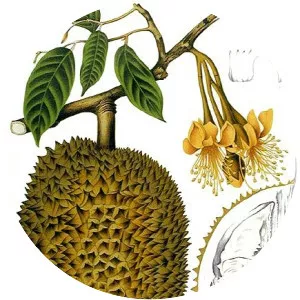 Durio zibethinus