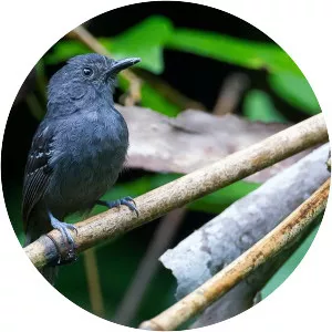 Dusky antbird