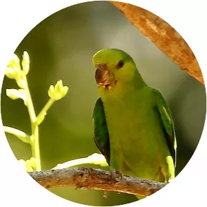 Dusky-billed parrotlet