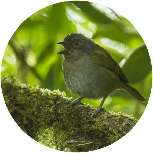 Dusky bush tanager - Bird