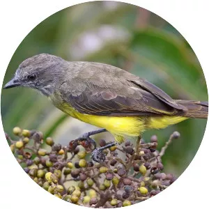 Dusky-chested flycatcher